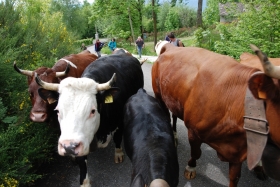 transumanza: 6 maggio 2017 - oltrebosco