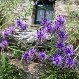 9 luglio - oltrebosco